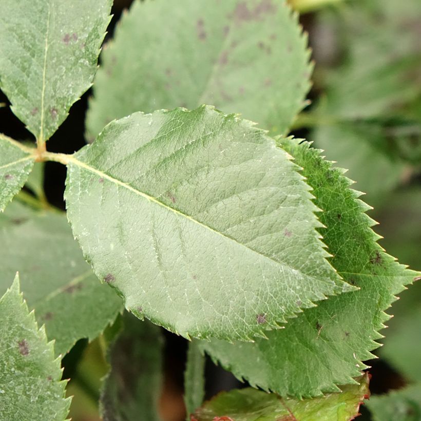 Rosa Margaret Merril (Foliage)