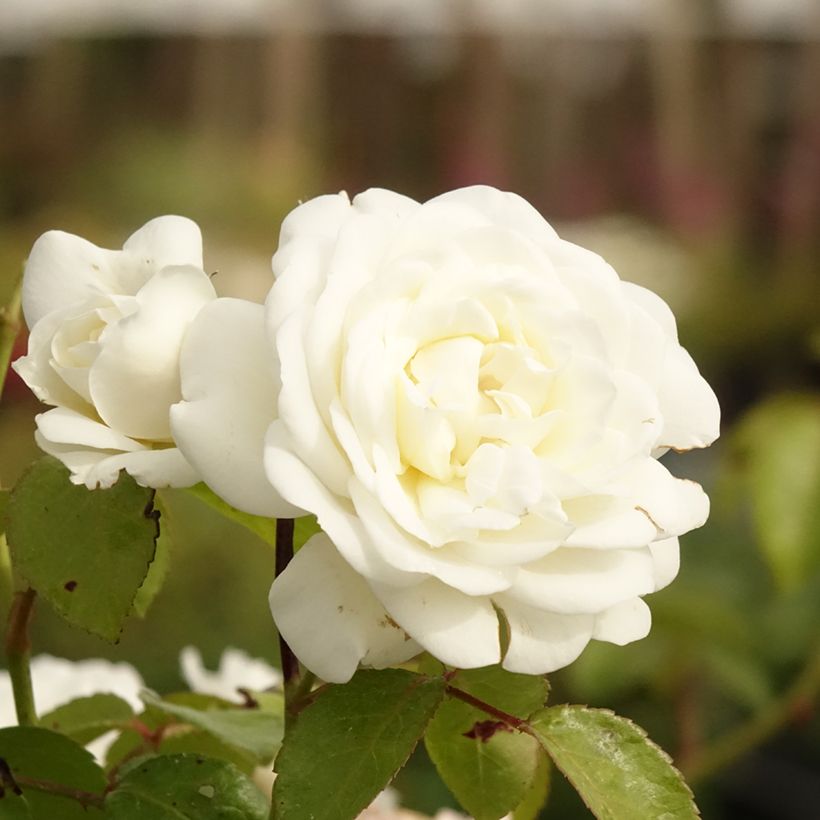 Rosa Marina Picasso - Floribunda Rose (Flowering)