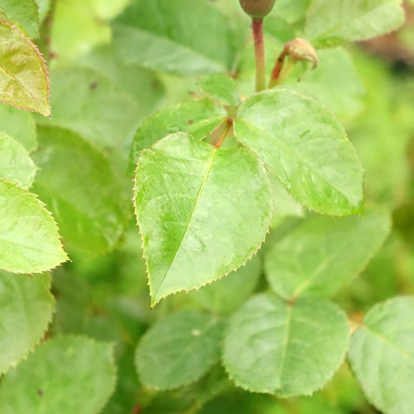 Rosa x floribunda Martin des Senteurs 'Adabaluc' (Foliage)