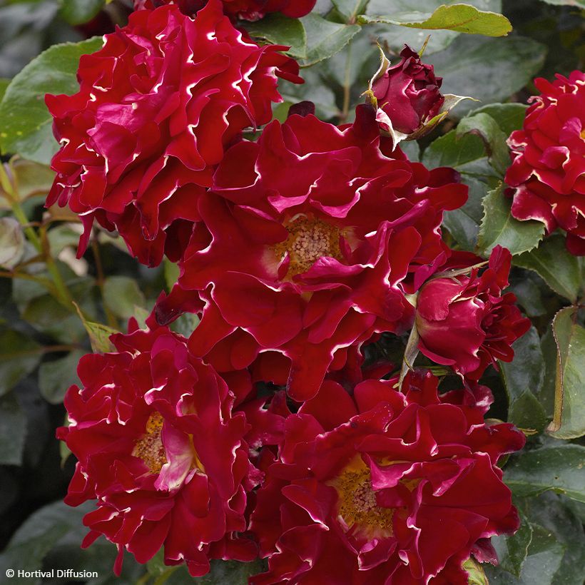 Rosa x floribunda Red Lady Ruffles (Flowering)