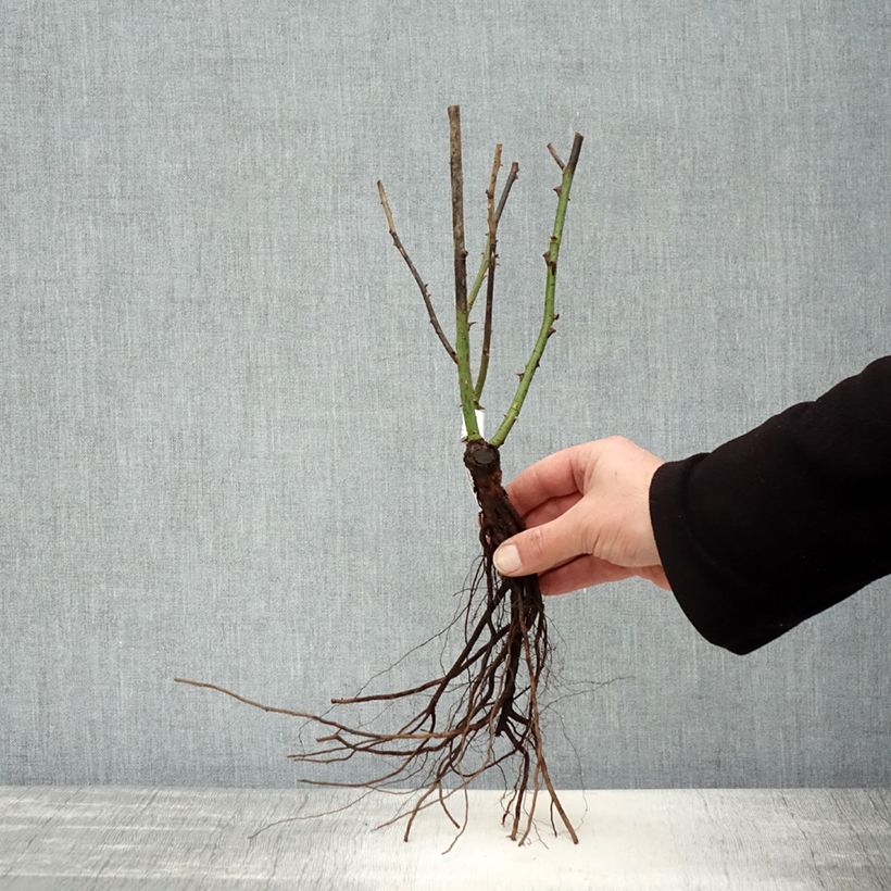 Rosa Rhapsody In Blue - Shrub Rose Bare root sample as delivered in winter