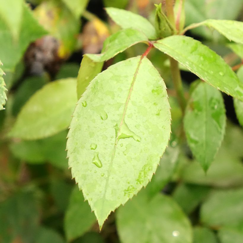 Rosa Eleganza Limona (Foliage)