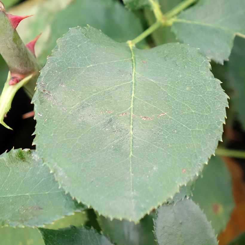 Rosa Just Joey (Foliage)