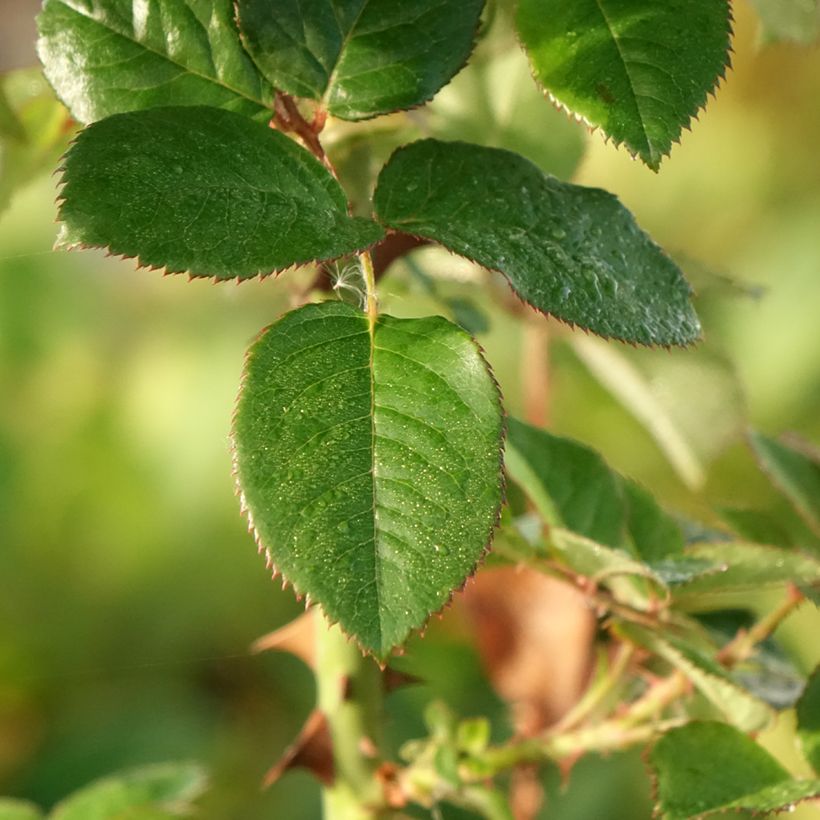 Rosa Pink Paradise  (Foliage)