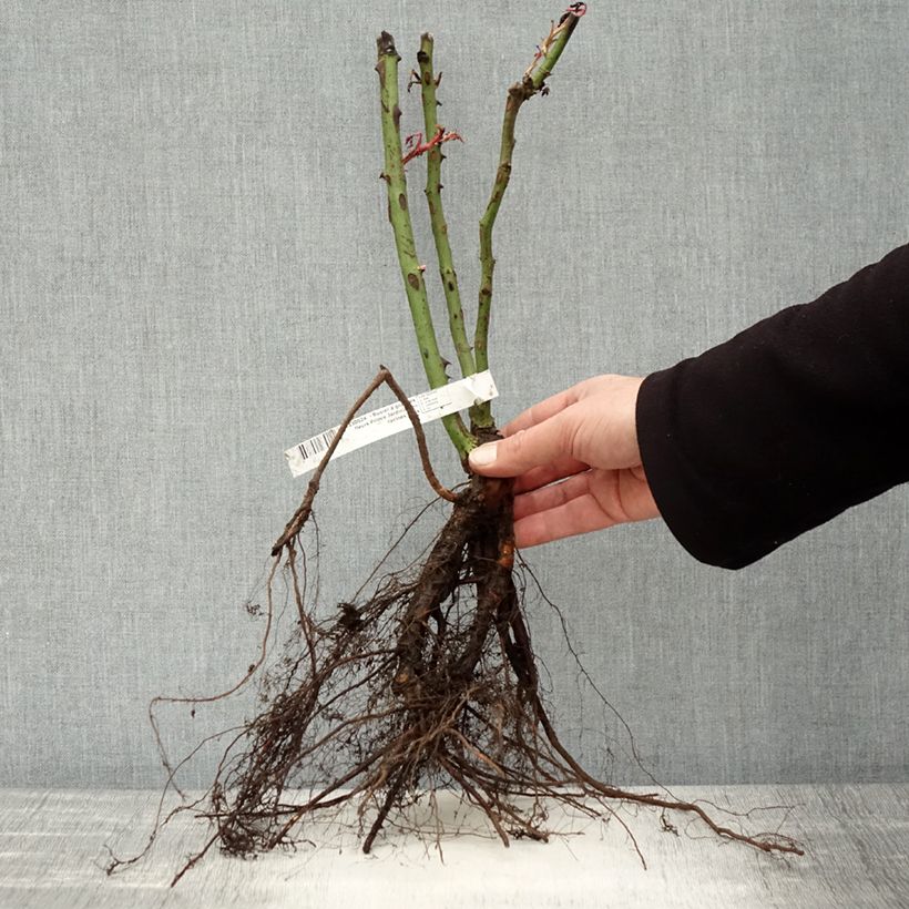 Rosa Prince Jardinier  Bare root sample as delivered in winter