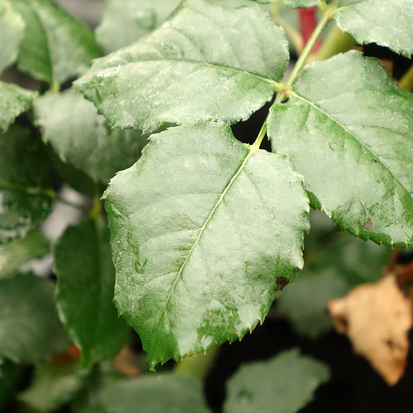 Rosa x floribunda Taste of Love 'Theo Clevers' - Floribunda Rose (Foliage)