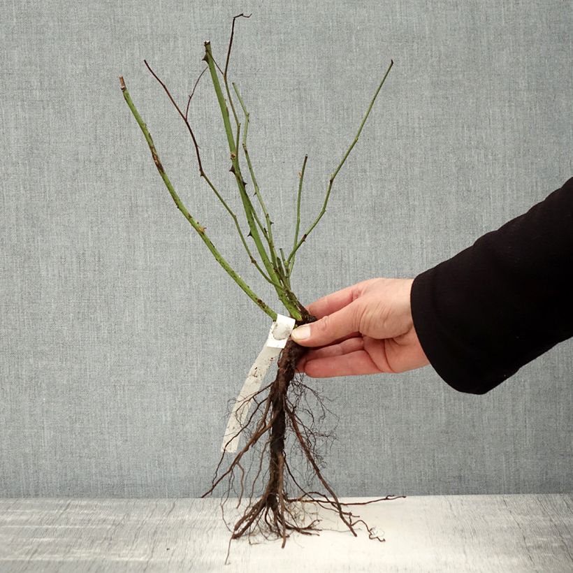 Rosa Ballerina Bare root sample as delivered in winter