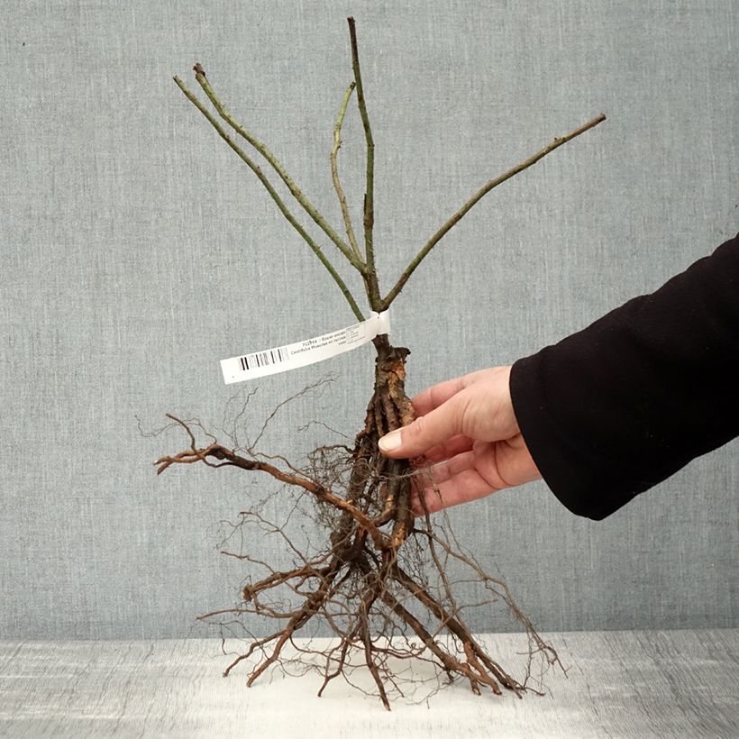 Rosa centifolia Muscosa - White Moss Rose Bare root sample as delivered in winter