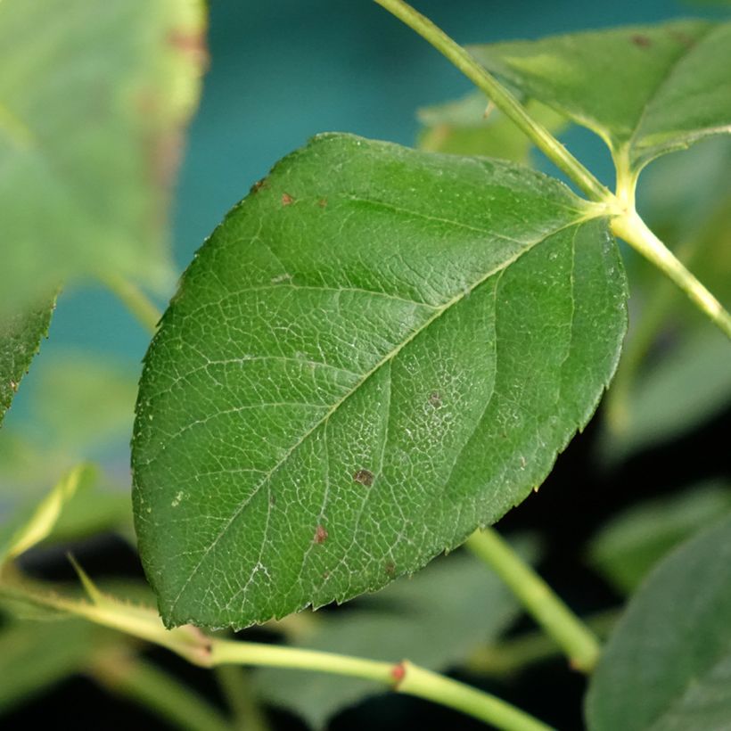 Rosa 'Fragrant Old Yellow' - Old Rose (Foliage)