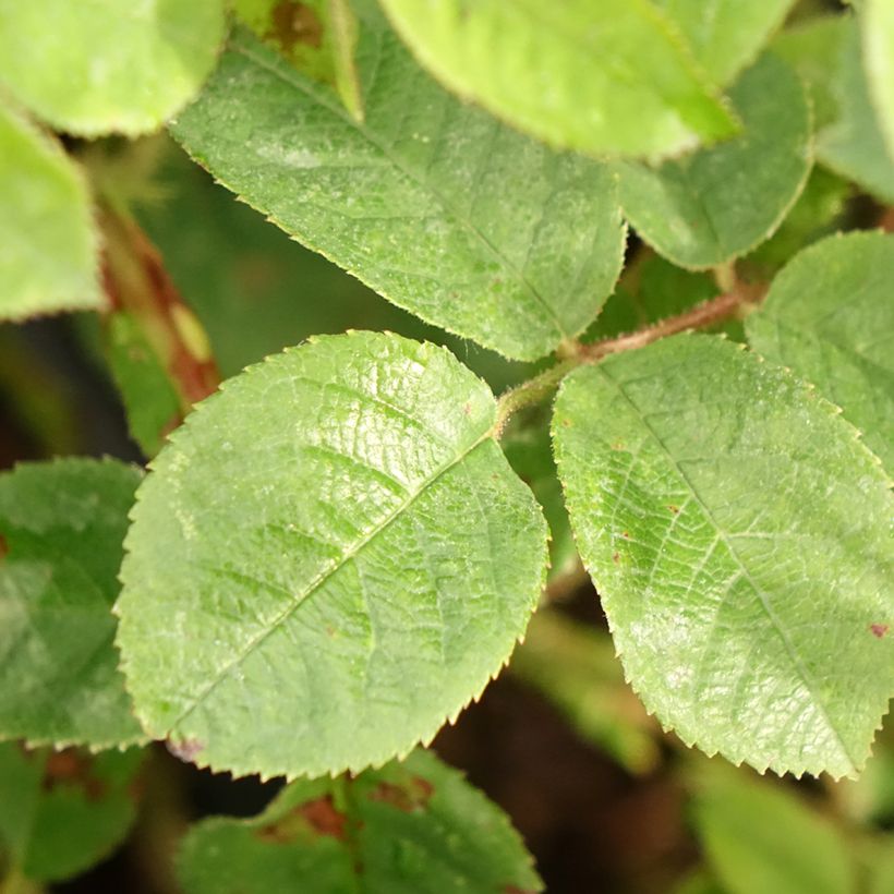 'Henri Martin' (Red Moss) Old Rose  (Foliage)