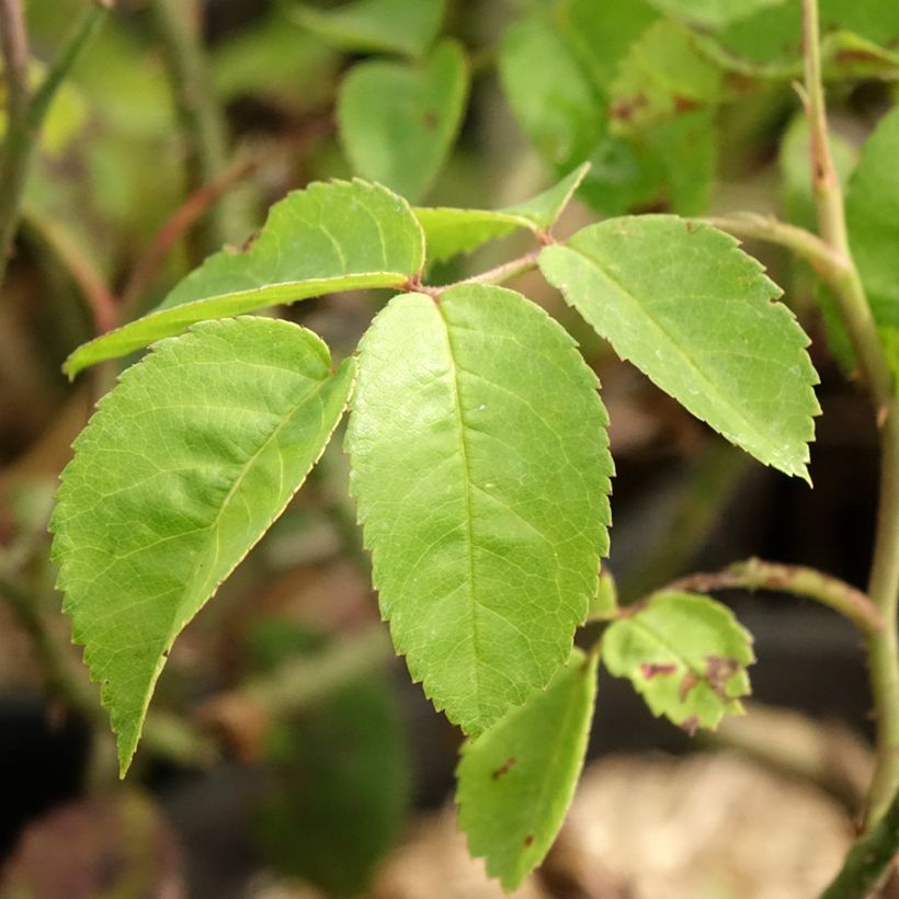 Rosa Raubritter - Climbing Rose (Foliage)