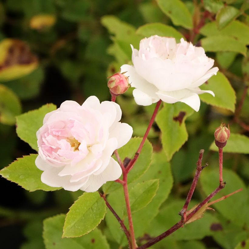 Rosa moschata Annelies - Musk Rose (Flowering)