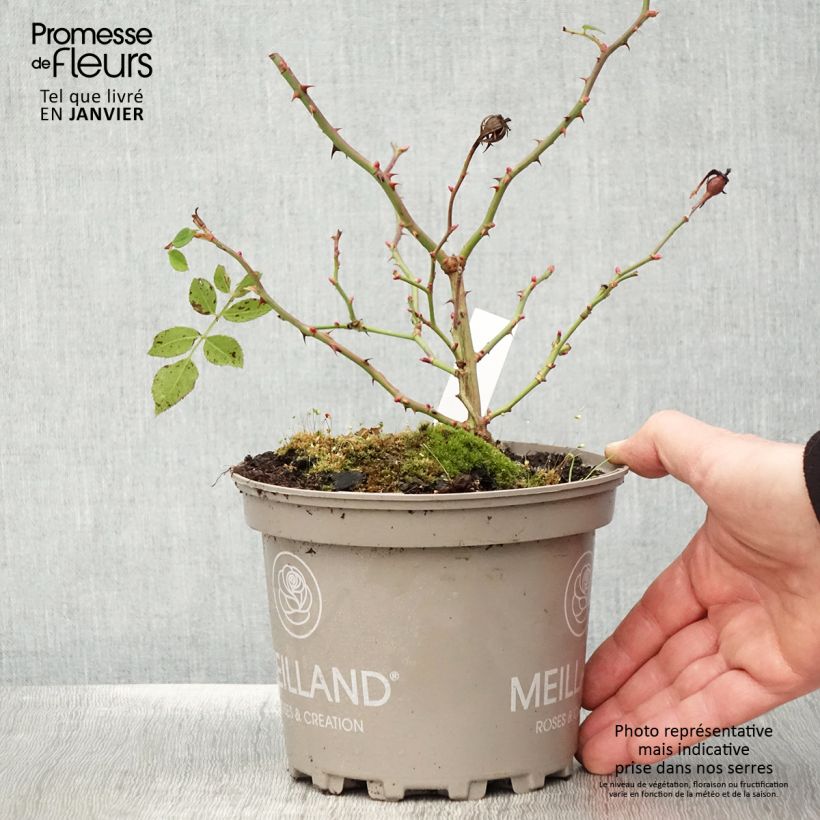 Rosier arbustif Friendly Purple Meicosme - Pot de 2L/3L sample as delivered in winter