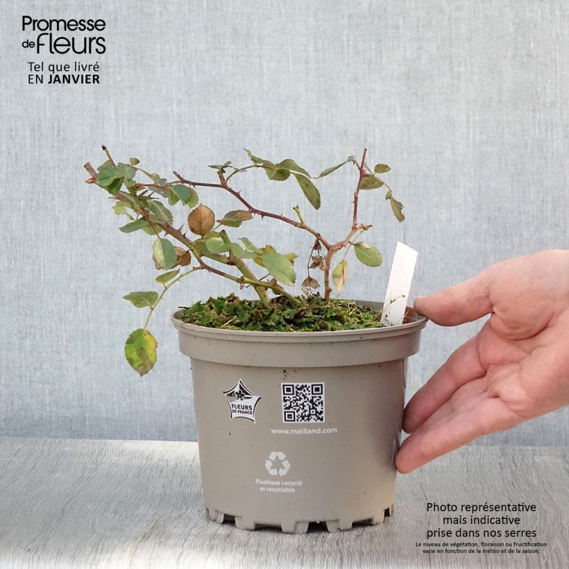 Rosier arbustif Friendly Red Meiariba - Pot de 2L/3L sample as delivered in winter