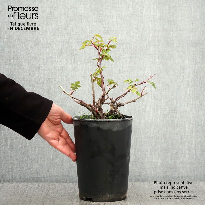 Rosier arbustif Nevada en pot de 4L sample as delivered in autumn