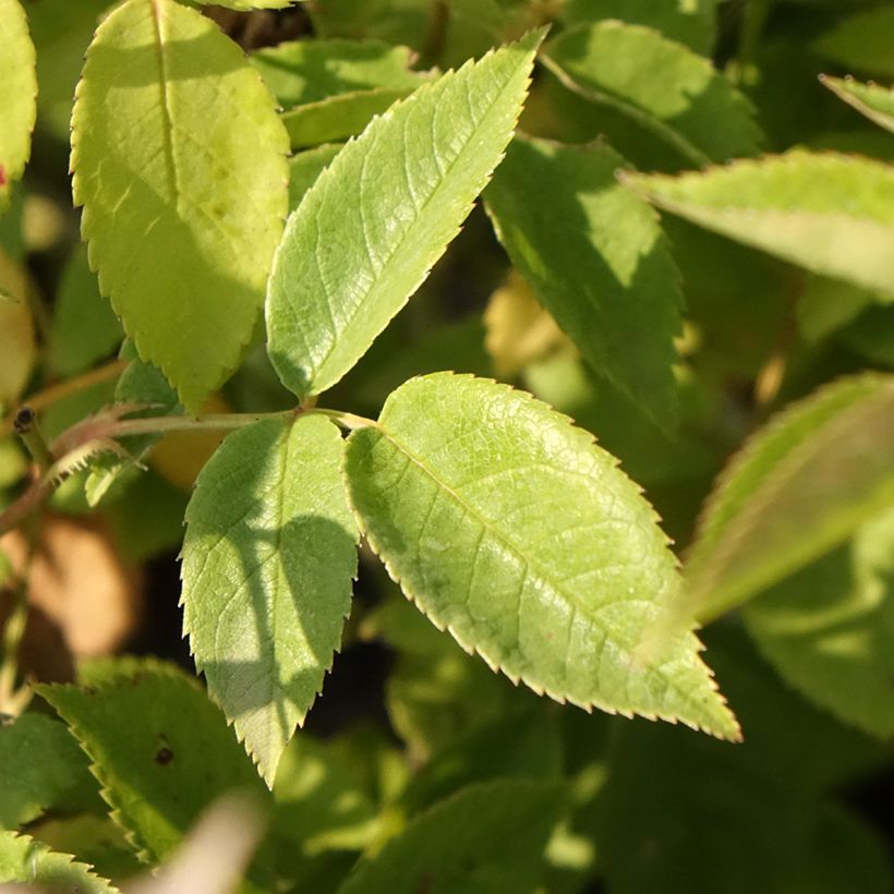 Rosa Petite de Terre Franche - Hybrid Musk rose (Foliage)