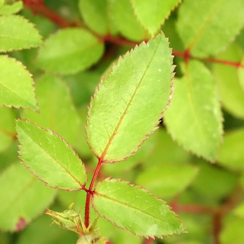 Rosa 'Dynamic Hip Hop' - Shrub Rose (Foliage)