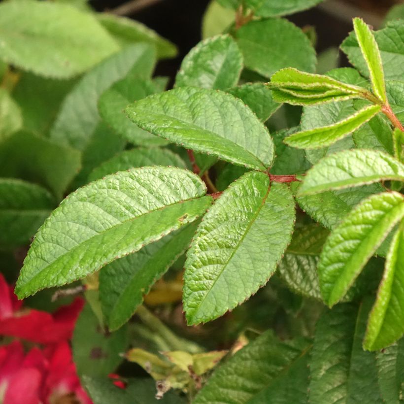 Rosa Rosy Boom Mini (Foliage)