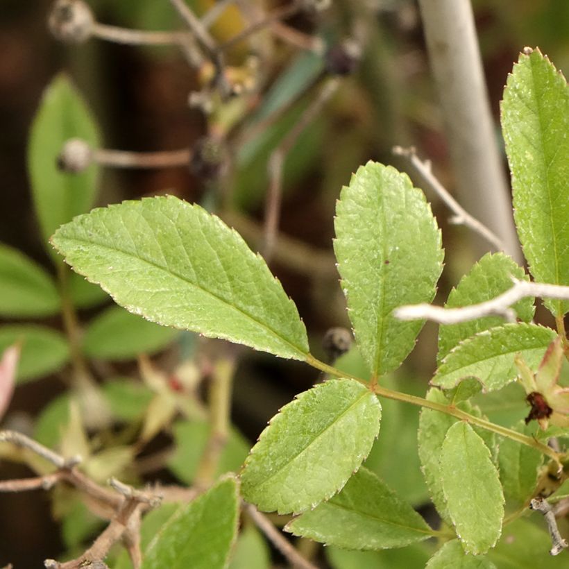 Rosa Rosy Boom 'Abellio' - Shrub Rose (Foliage)