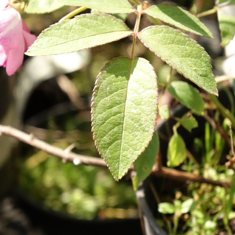 Rosa x moschata 'Twins' - Moschata Rose (Foliage)