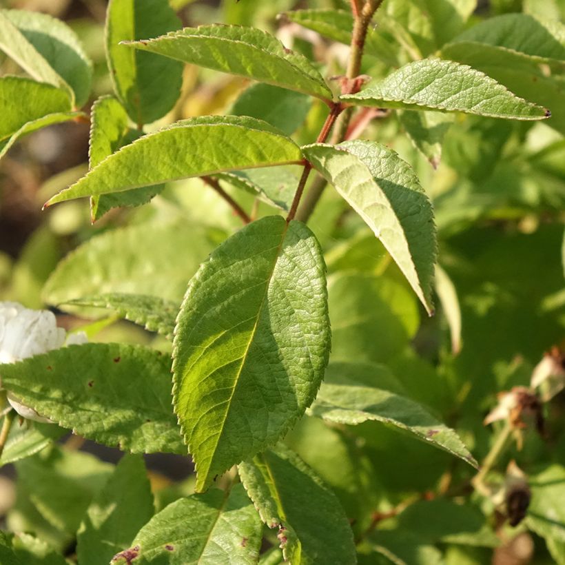 Rosa Waterloo - Hybrid Musk Rose (Foliage)