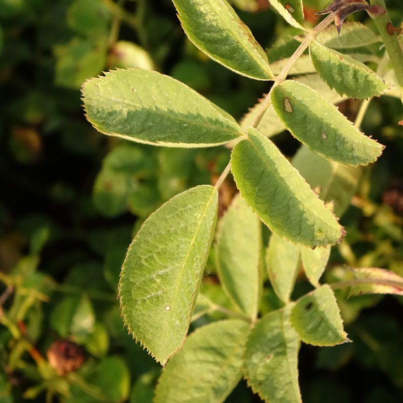 Rosa Bees Paradise Pink - patio rose (Foliage)