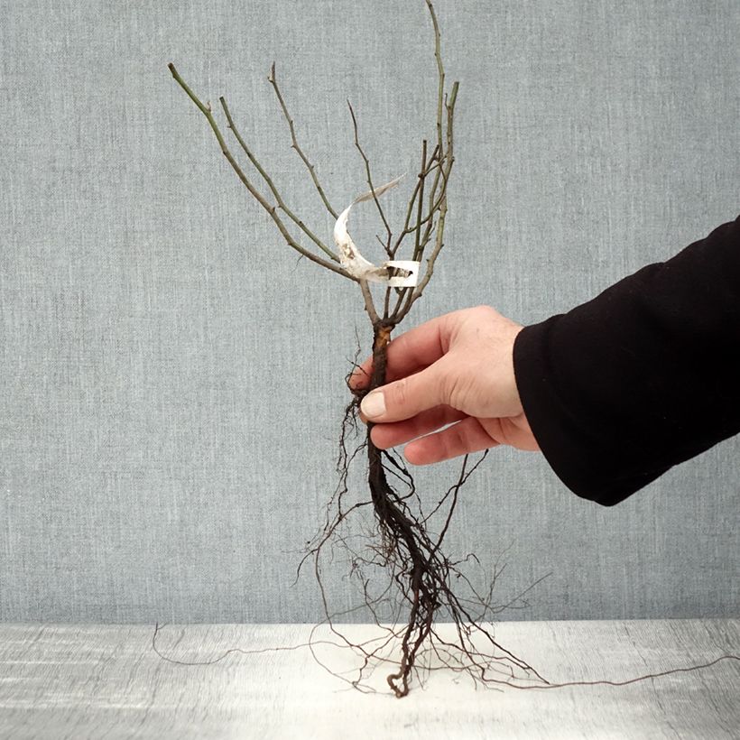 Rosa multiflora - Climbing Rose Bare root sample as delivered in winter