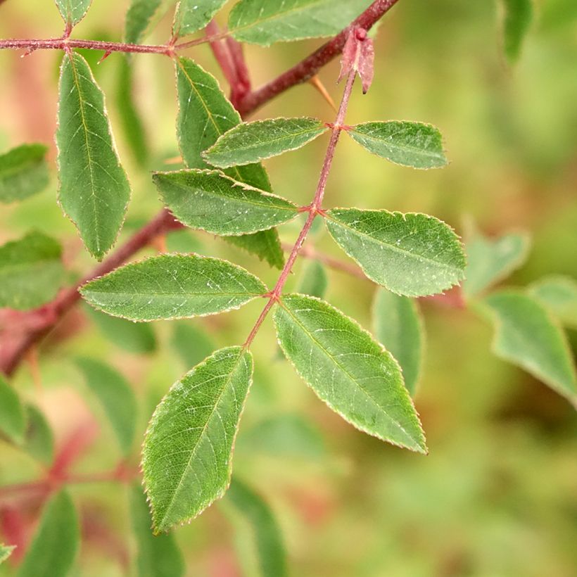 Rosa Bourgogne - Shrub Rose (Foliage)