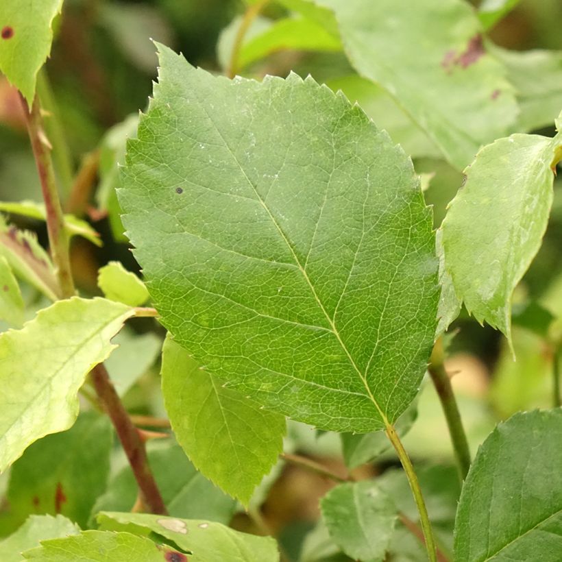 Rosa Larissa (Foliage)