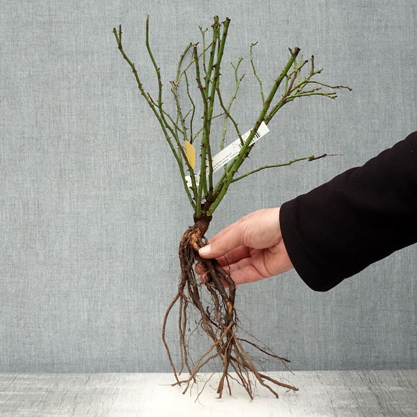 Rosa Larissa Bare root sample as delivered in winter