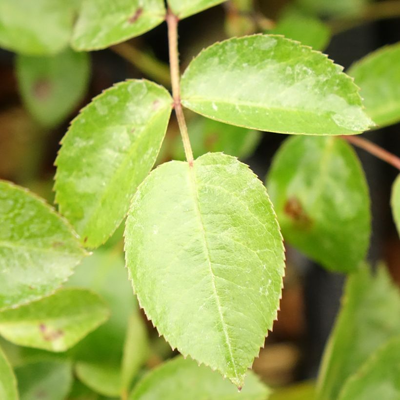 Rosa Mainaufeuer (Foliage)