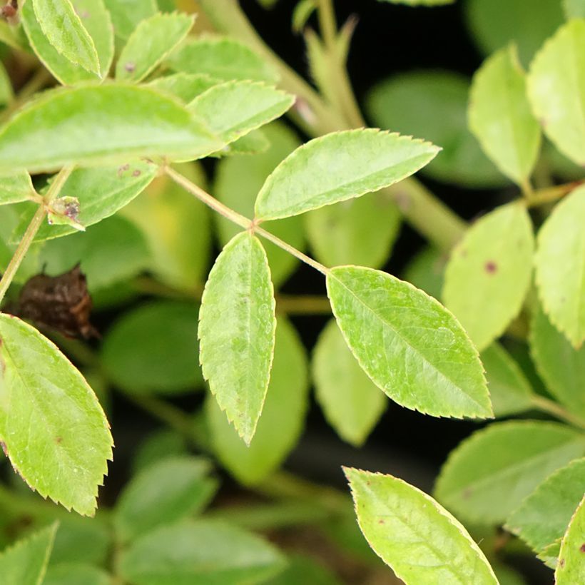 Rosa Snow Star - shrub rose (Foliage)