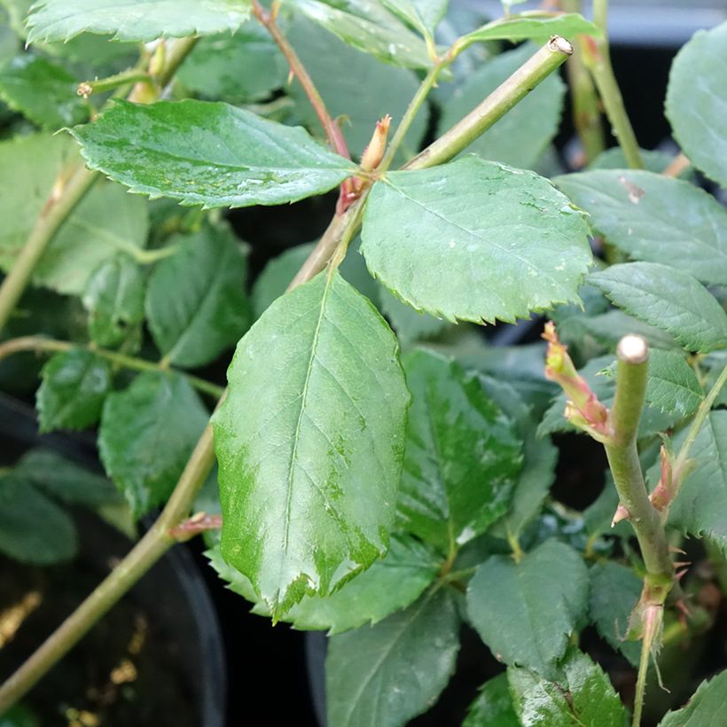 Rosa Golden Celebration (Foliage)