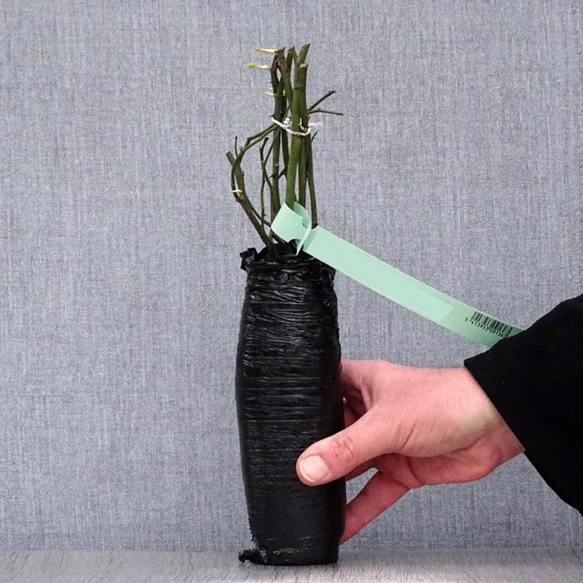 Rosa  Mortimer Sackler climbing 'Ausorts' Wrapped bare root sample as delivered in winter