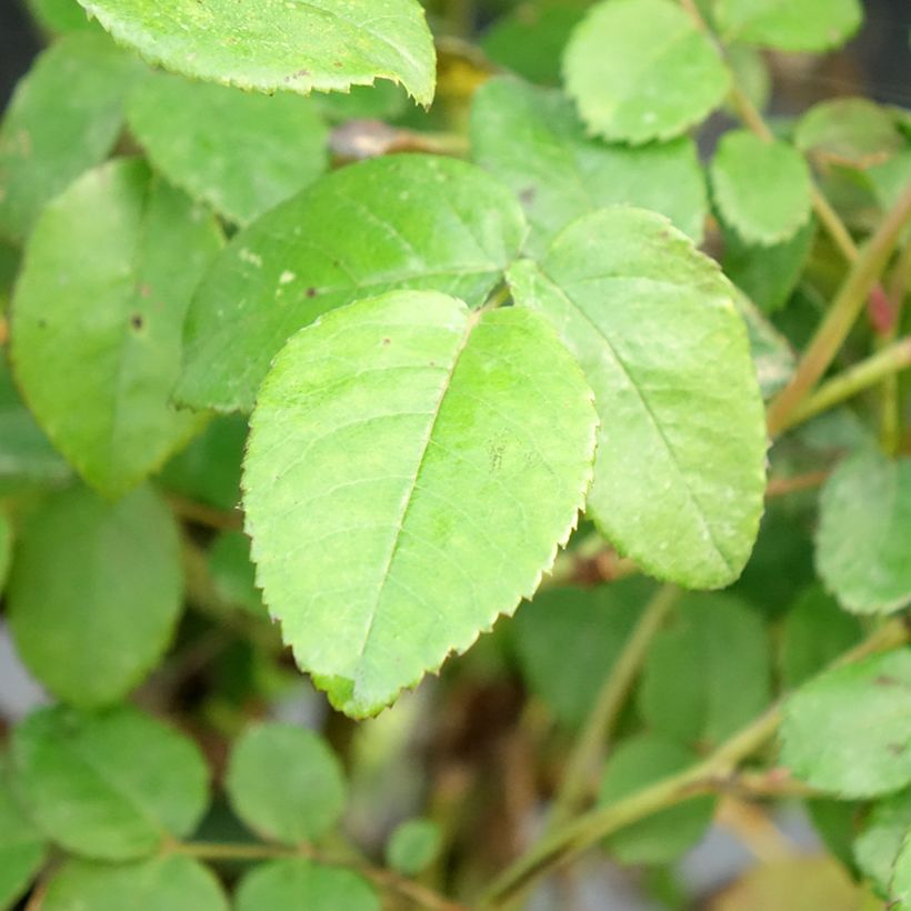 Rosa  Port Sunlight - English Shrub Rose (Foliage)