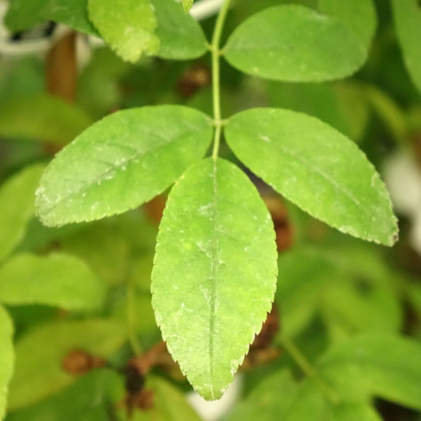 Rosa banksiae var. banksiae 'Alba Plena' - Hybrid Banksia - Rambling Rose (Foliage)