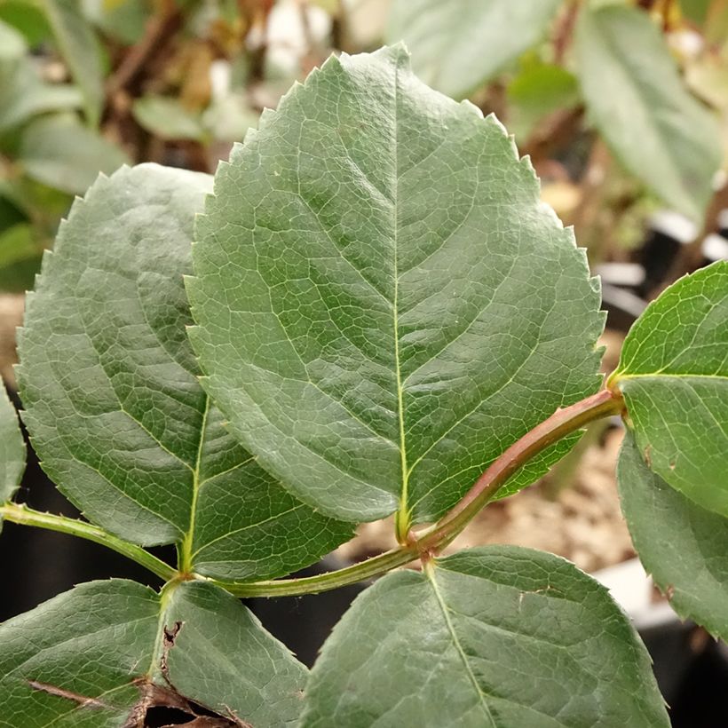 Rosa 'Kiss me Kate' Klettermaxe -Climbing Rose (Foliage)