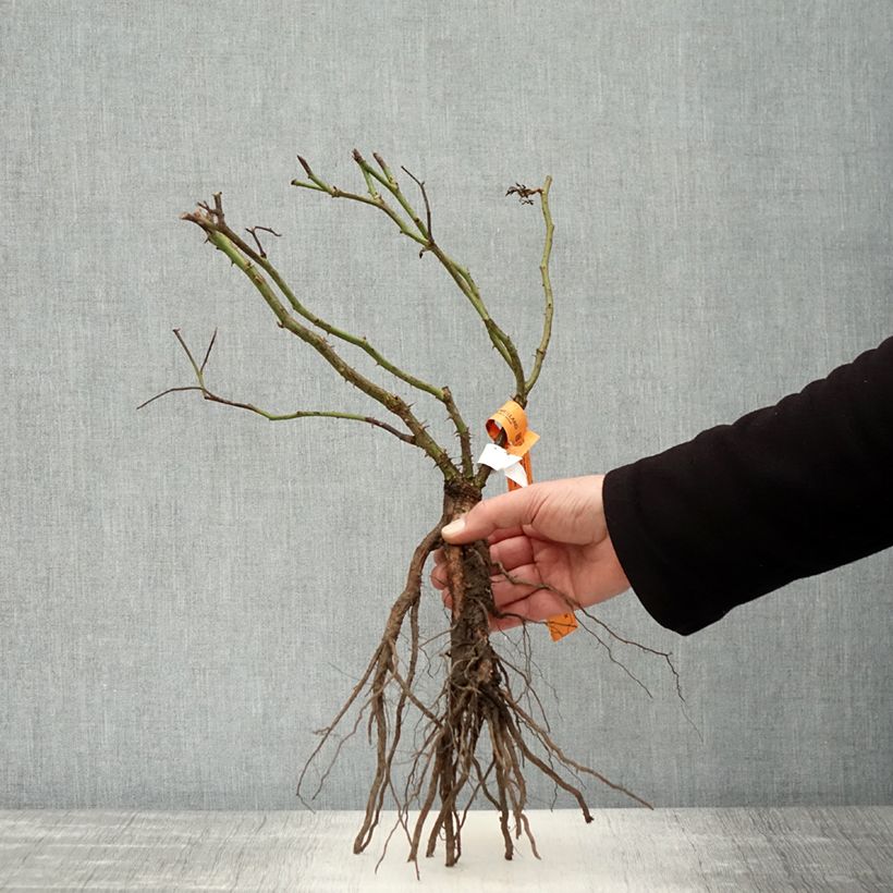 Rosa  Pierre de Ronsard - Climbing Rose Bare root sample as delivered in winter