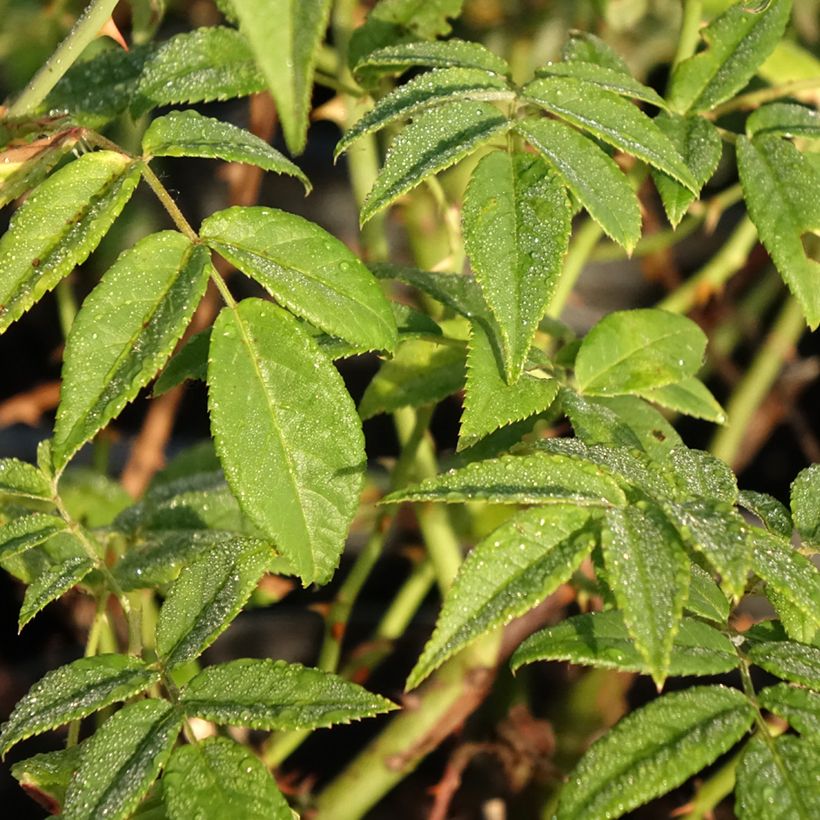 Rosa Seagull - Rambling Rose (Foliage)