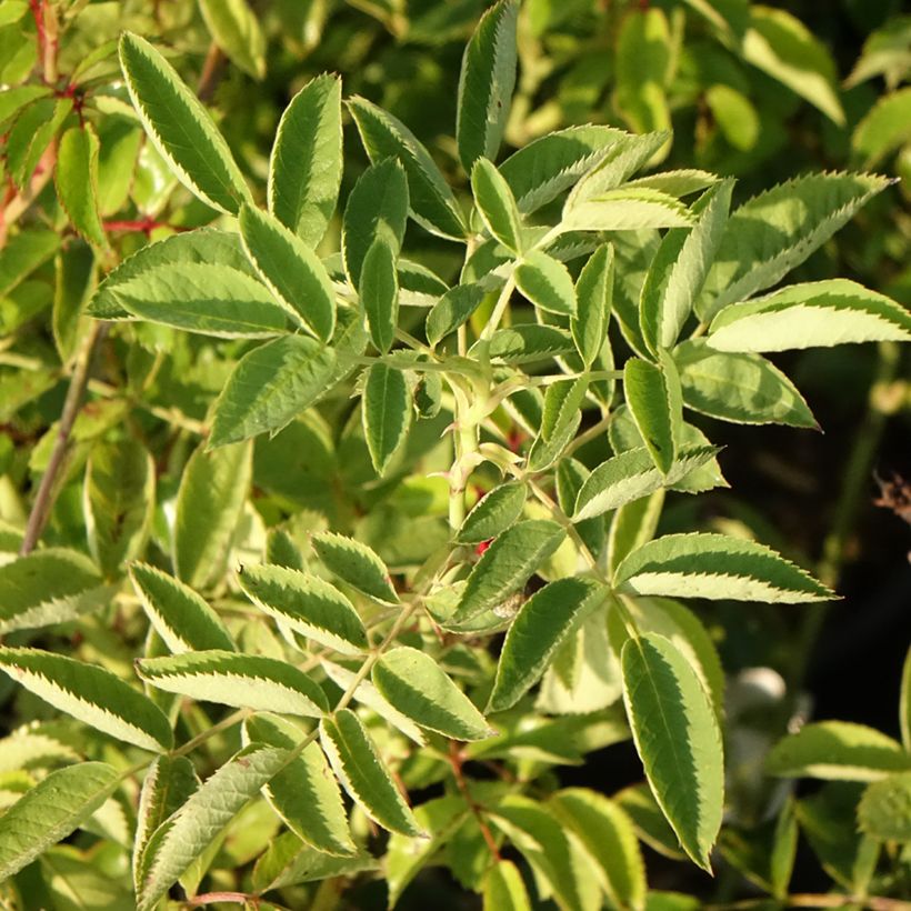 Rosa 'Crimson Siluetta' - Climbing Rose (Foliage)