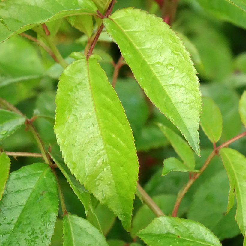 Rosa 'Lavender Siluetta' - Climbing Rose (Foliage)