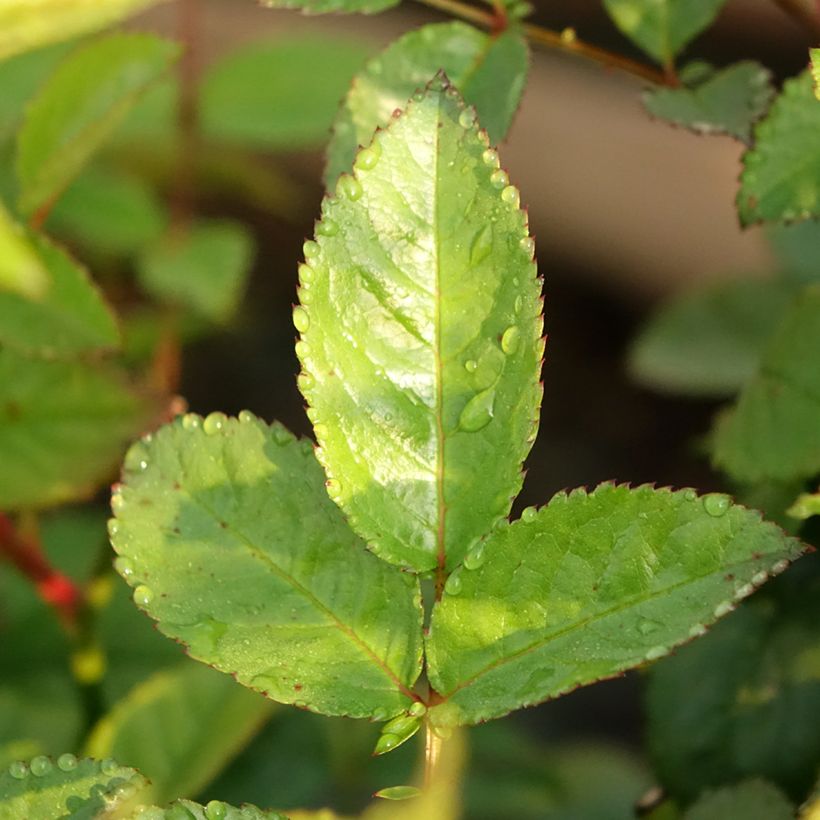 Rosa 'Sweet Siluetta' - Climbing Rose (Foliage)