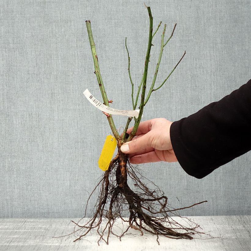 Rosa 'Sympathie' - Climbing Rose Bare root sample as delivered in winter