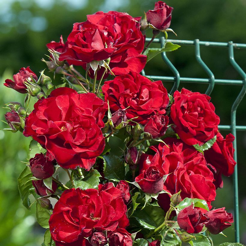 Rosa Zephyr - Climber (Flowering)