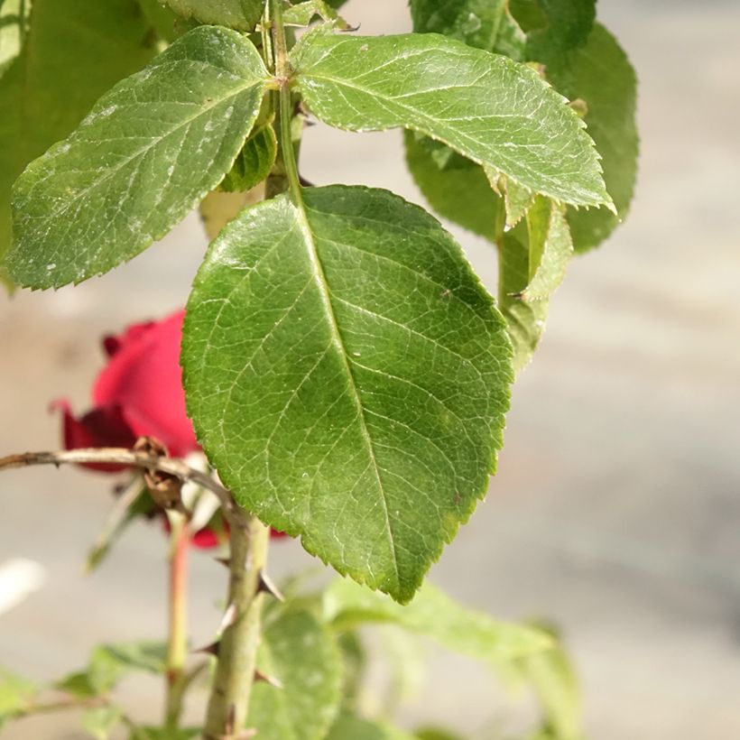 Rosa Leo Ferré - Hybrid Tea Rose (Foliage)