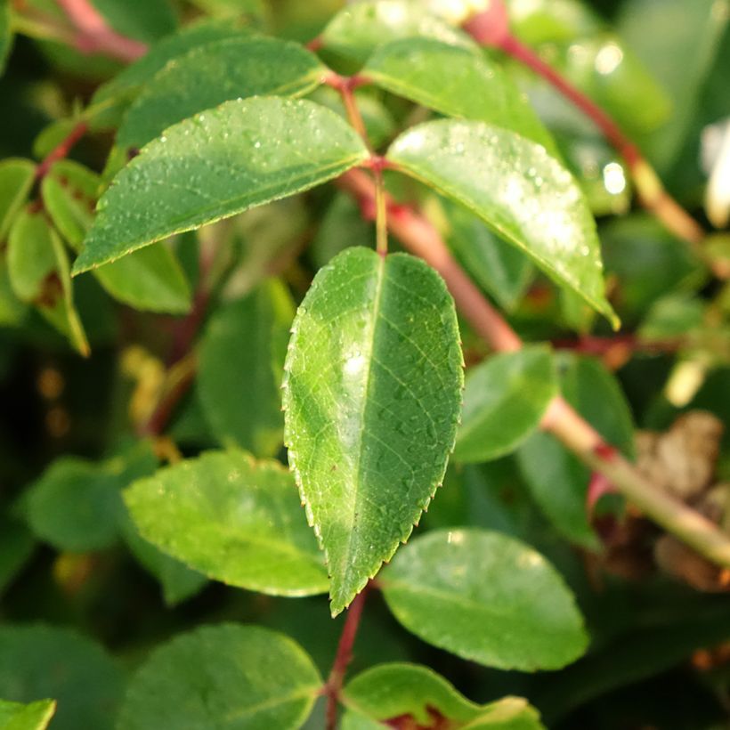 Rosa x wichuraiana 'Paul Noel' - Rambling Rose (Foliage)