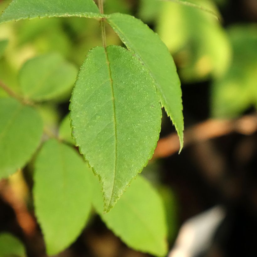 Rosa x multiflora 'Rambling Rector' - Rambling Rose (Foliage)