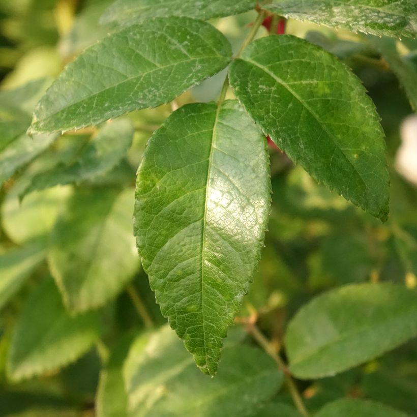 Rosa x persica See You In Red - Hybrid shrub rose (Foliage)