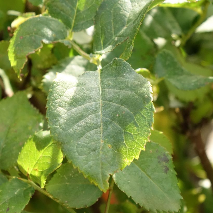 Rosa  Gabriel Oak - English Shrub Rose (Foliage)