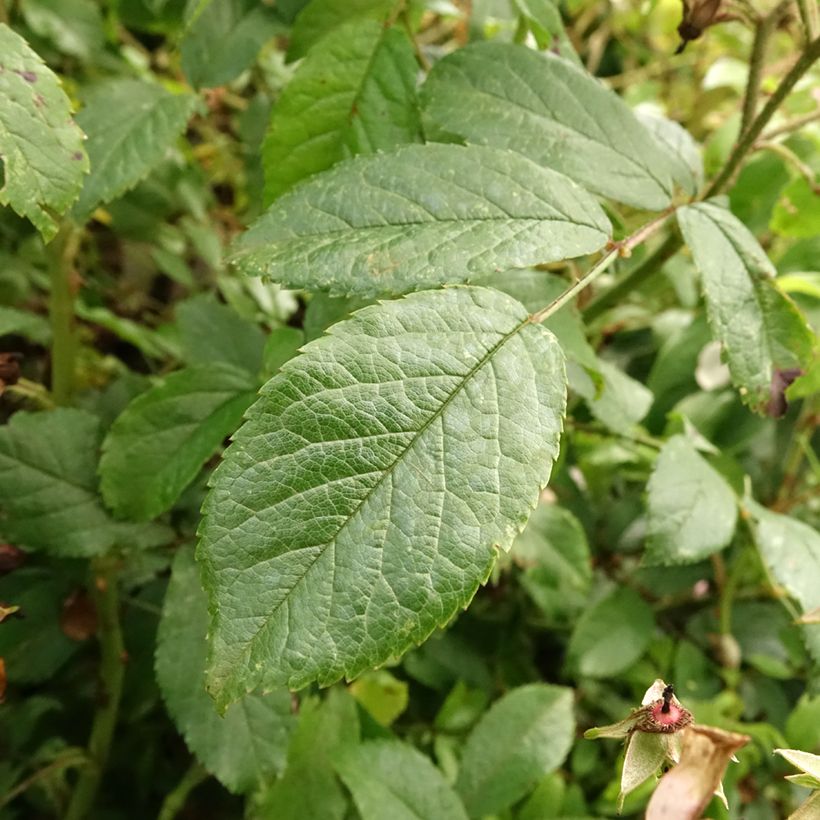 Rosa  Ballerina - Shrub Rose (Foliage)